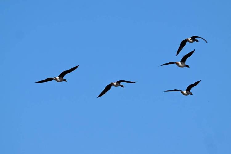 康平臥龍湖：候鳥翔集繪就生態絕美畫卷
