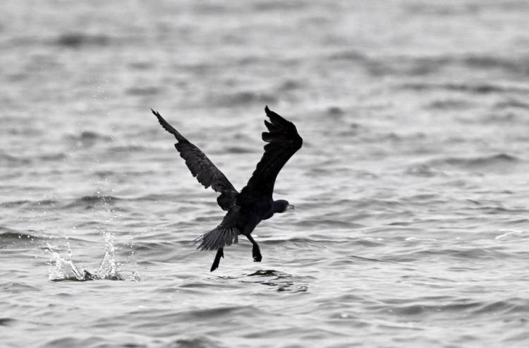 瀋陽丁香湖：水鳥翩躚，生態如畫
