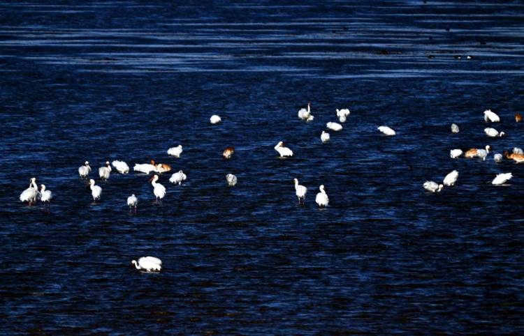 康平臥龍湖：候鳥翔集繪就生態絕美畫卷
