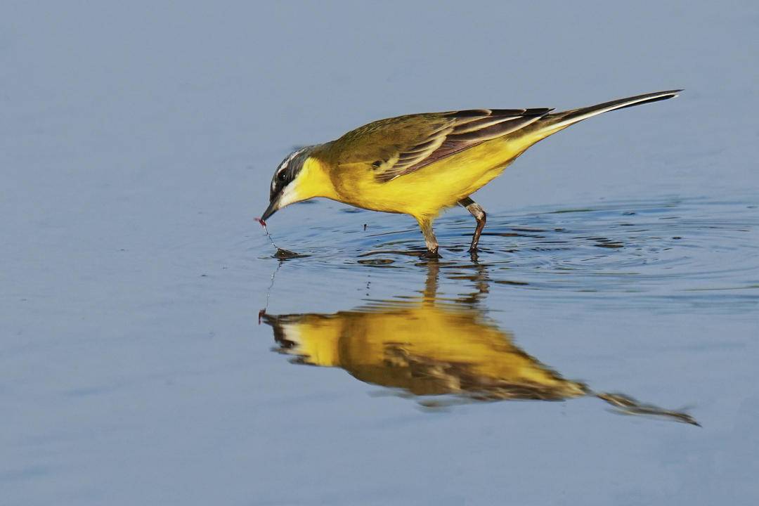 朝陽：仲夏時節，鳥兒齊聚