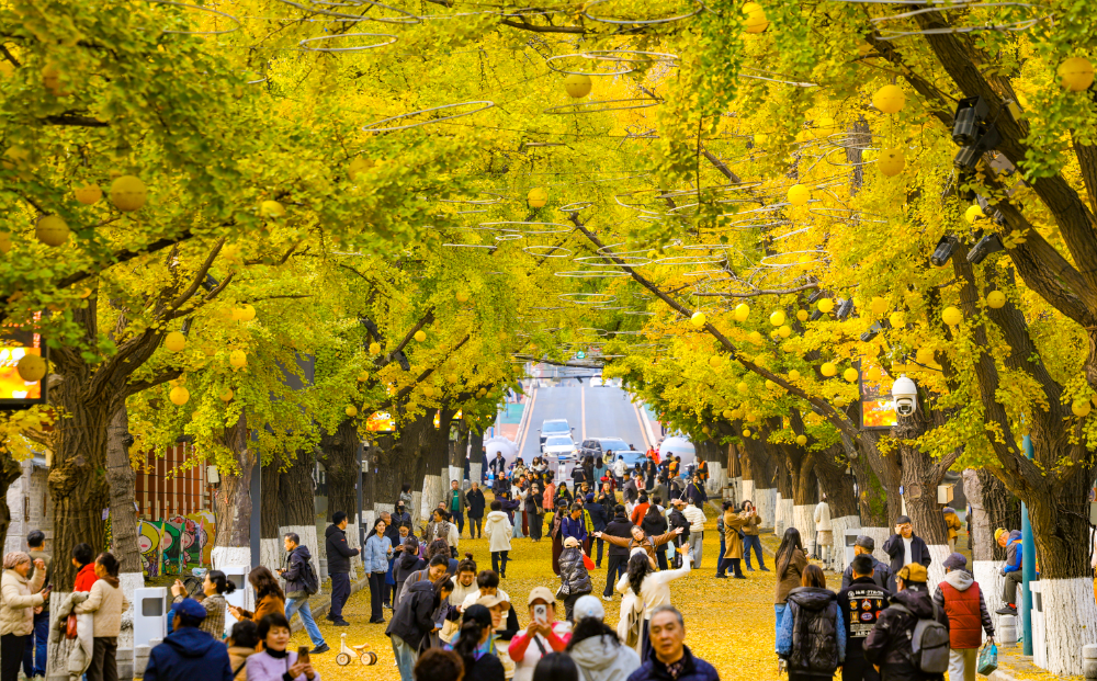 丹東百年銀杏鋪就“黃金大道”