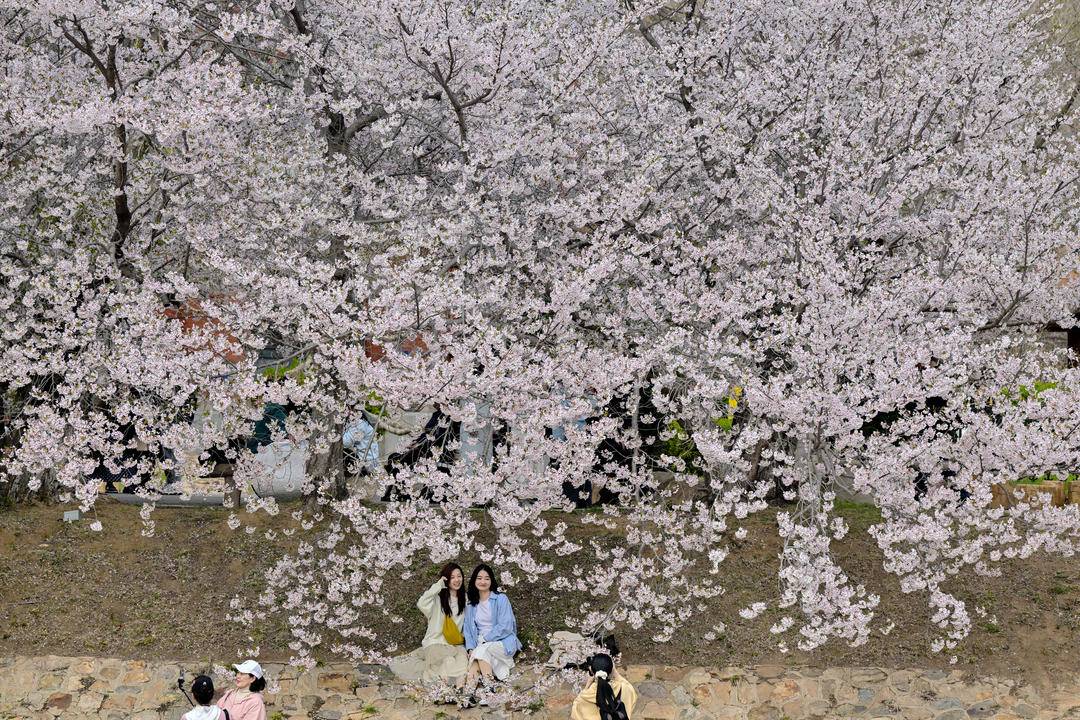 大連：櫻花如海