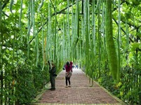 走進盤錦鼎翔生態旅遊區 感受“別樣”秋意