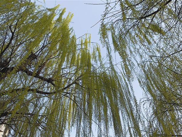 穀雨養生正當時