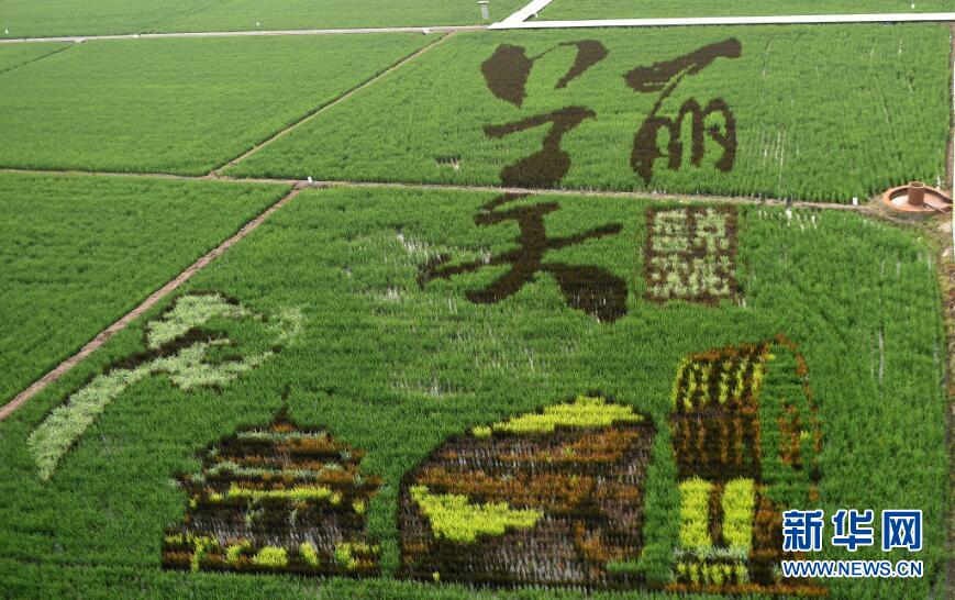（緩）瀋陽巨幅稻田畫“我愛你中國”獻禮祖國70週年華誕