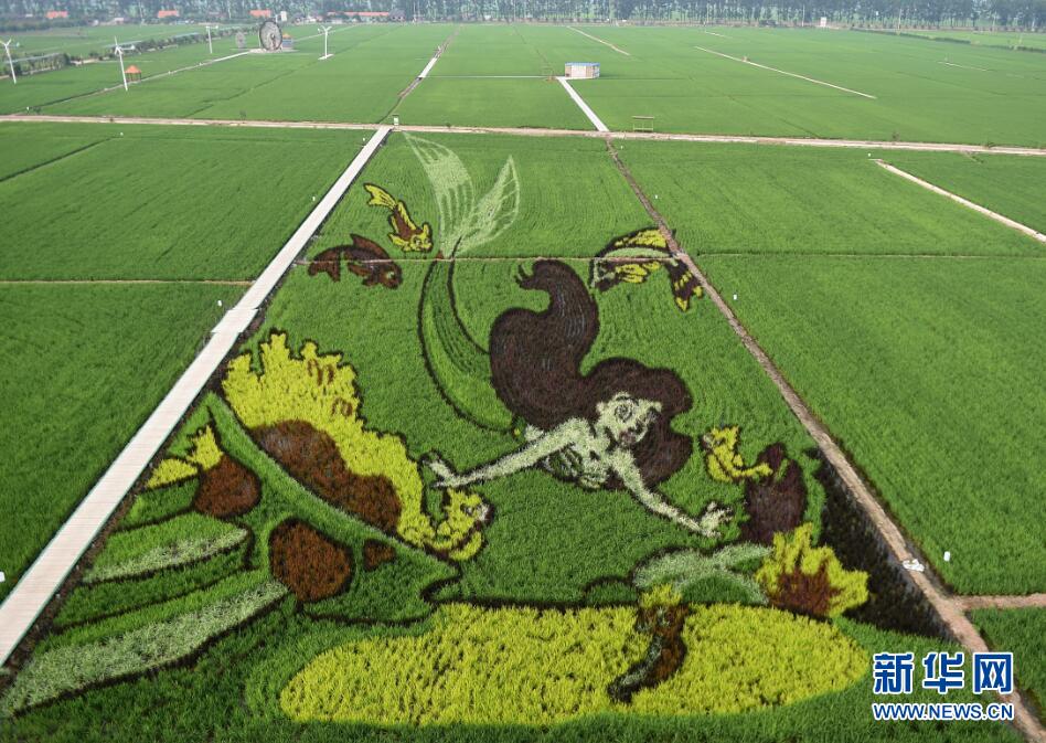 瀋陽巨幅稻田畫“我愛你中國”獻禮祖國70週年華誕