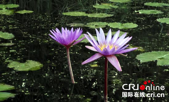 蓮花濕地景區：打造鐵嶺旅遊最靚麗名片