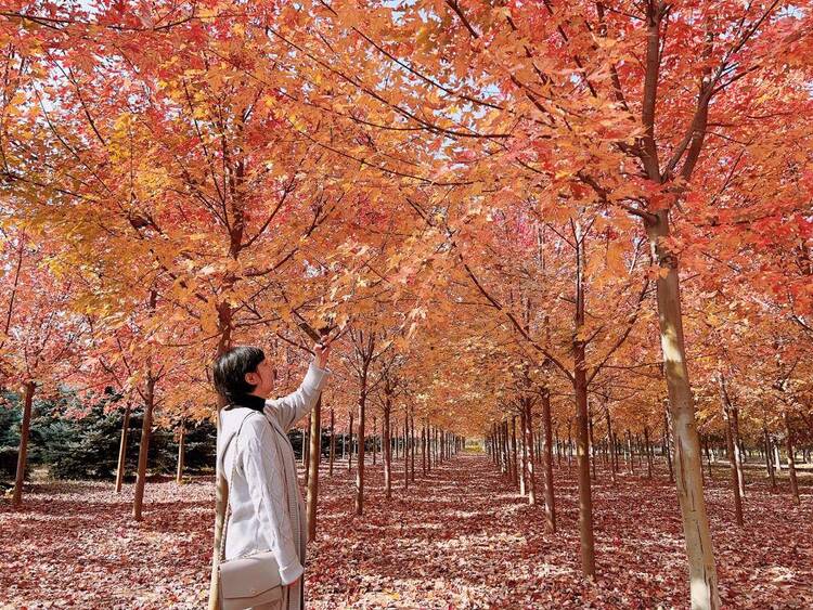 金秋賞楓正當時！大連三十里堡彩葉林基地對外開放