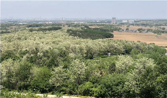 瀋陽再添露營打卡地 2023渾南槐花黑獅露營節開幕_fororder_渾南槐花黑獅露營節05