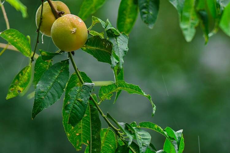 瀋陽：出伏首場雨，陣陣送秋涼