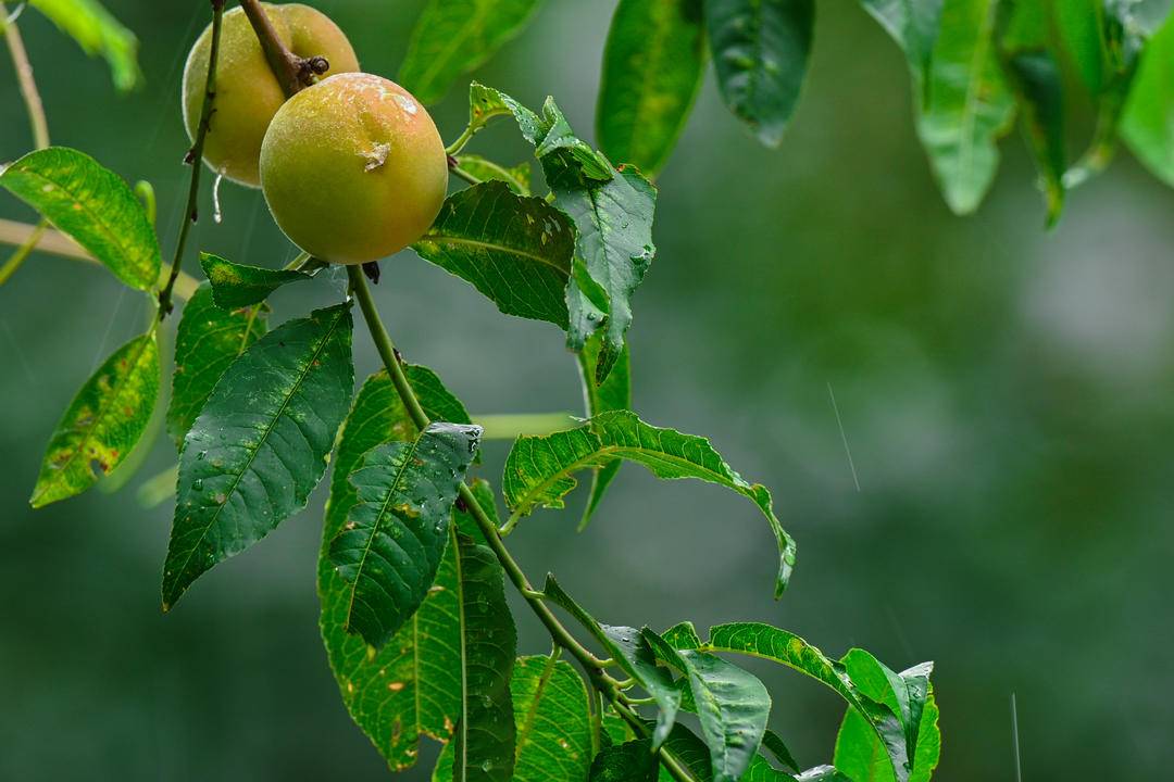 瀋陽：出伏首場雨，陣陣送秋涼