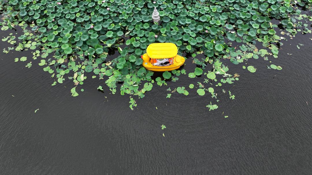 瀋陽：滿池荷花開，人在畫中游