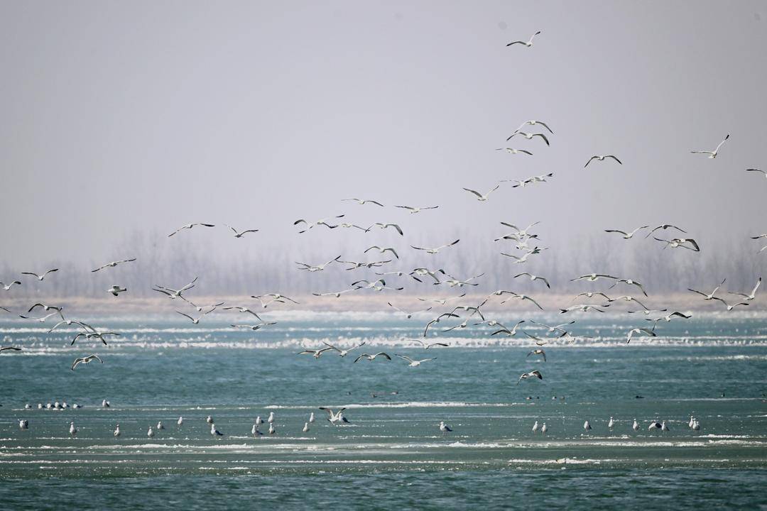 遼河口“鳥浪”來襲
