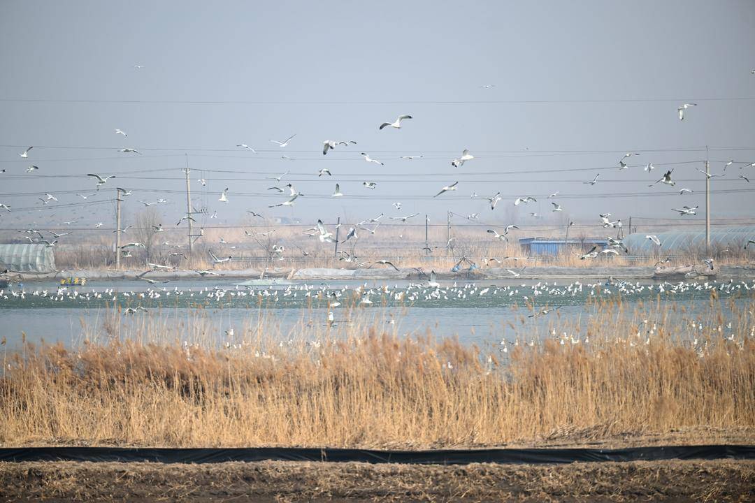 遼河口“鳥浪”來襲