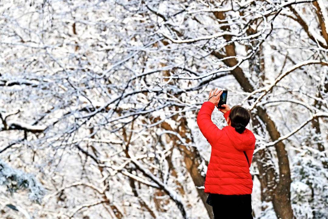 冰雕玉挂！春日依現銀枝畫