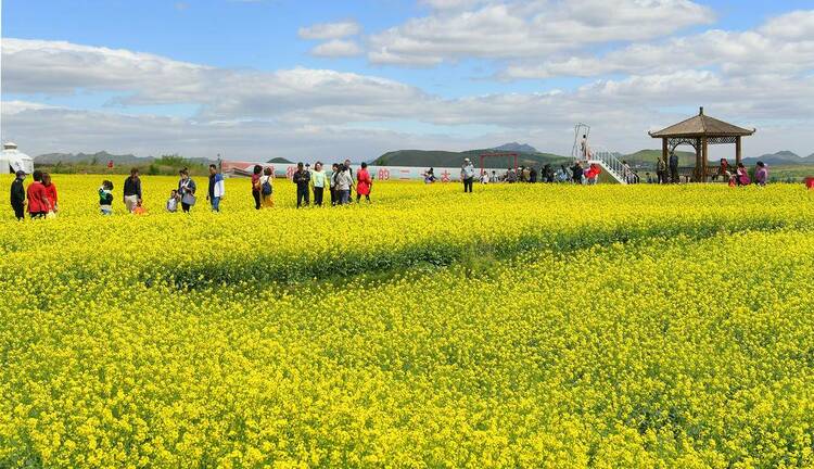 朝陽：花海如畫客自來