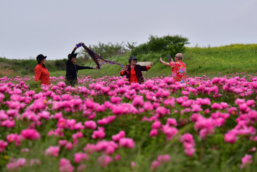 東港北井子鎮：芍藥花開惹人醉，姹紫嫣紅入畫來