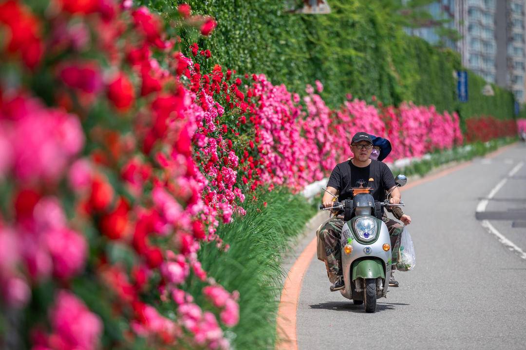 丹東：薔薇花滿墻，打卡正當時