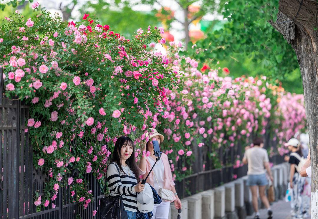 丹東：薔薇花滿墻，打卡正當時