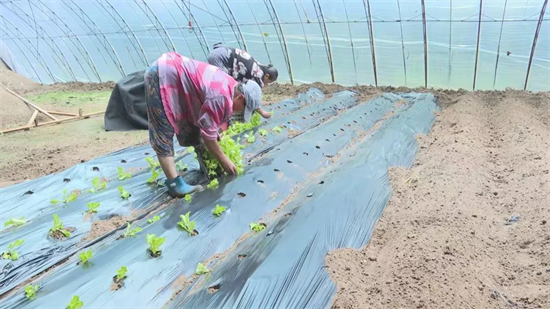 瀋陽市遼中區：保證恢復農業生産和安全度汛兩不誤_fororder_遼中