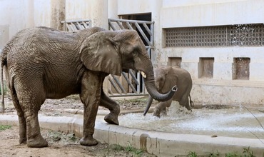 Beijing zoo launches online service amid epidemic outbreak