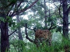 脫歐後動物無法出國“相親”生子 英國動物園操碎心