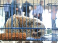 北京審議野生動物保護管理條例 強化禁止濫食、嚴管交易利用_fororder_smimg_5106ce5bddc04546873829201e3aa4ce