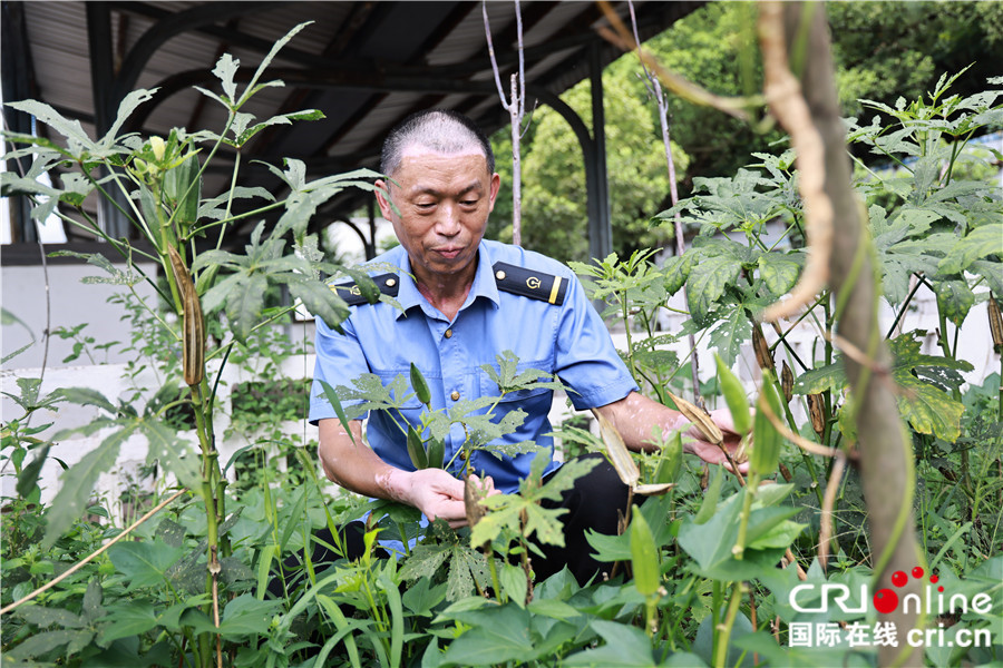 圖片默認標題_fororder_圖為王明利在自己開墾的菜園摘菜 (2)_副本