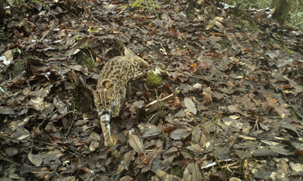 Se publican los resultados preliminares del primer estudio de campo sobre la biodiversidad en el Parque Deyang del Parque Nacional del Panda Gigante_fororder_圖片4