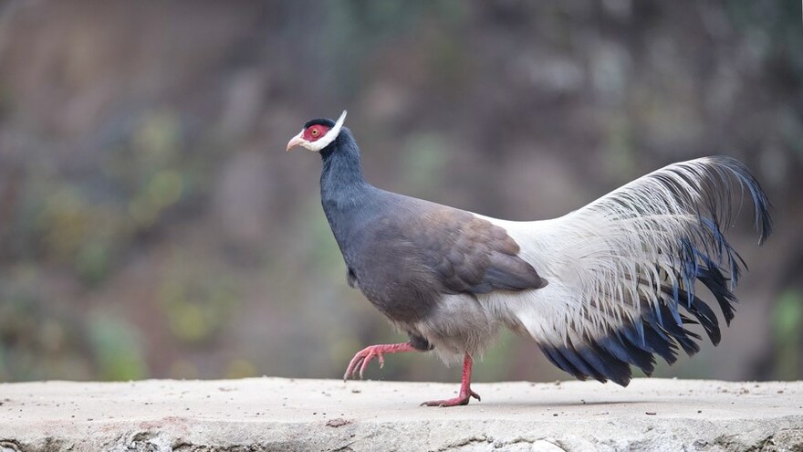 Rare Fowl Spotted in China's Shanxi_fororder_美麗太原 山雞