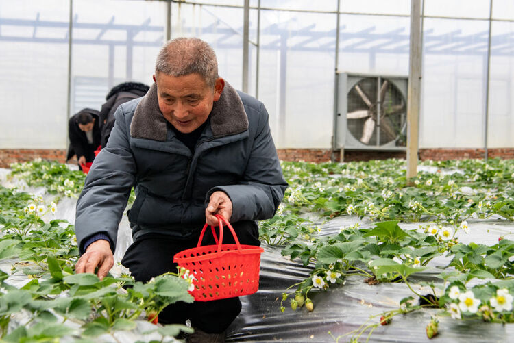 新春走基層丨幸福的味道——草莓豐收迎新年