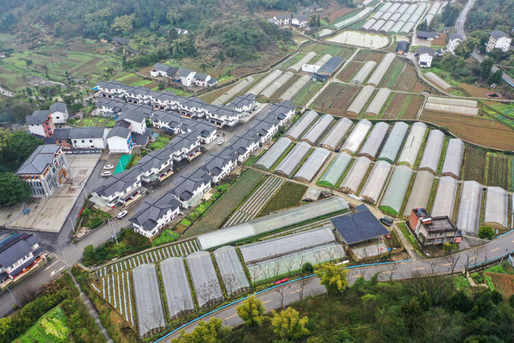 新春走基層丨幸福的味道——草莓豐收迎新年