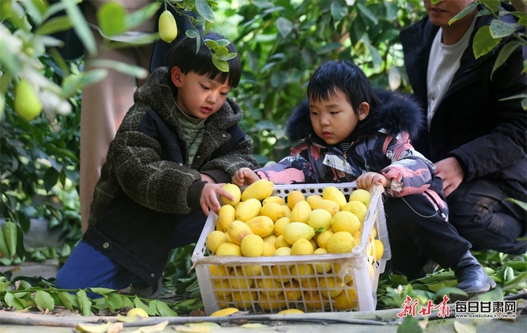 【鄉村振興圖文列表+焦點輪播圖+酒泉列表】南果北種結碩果 肅州區銀達鎮的特色水果成搶手貨