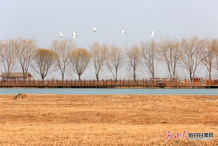 【焦點圖輪播+移動端列表+生態圖文列表】張掖國家濕地公園有多個種類候鳥棲息