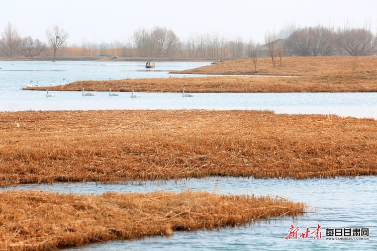 【焦點圖輪播+移動端列表+生態圖文列表】張掖國家濕地公園有多個種類候鳥棲息