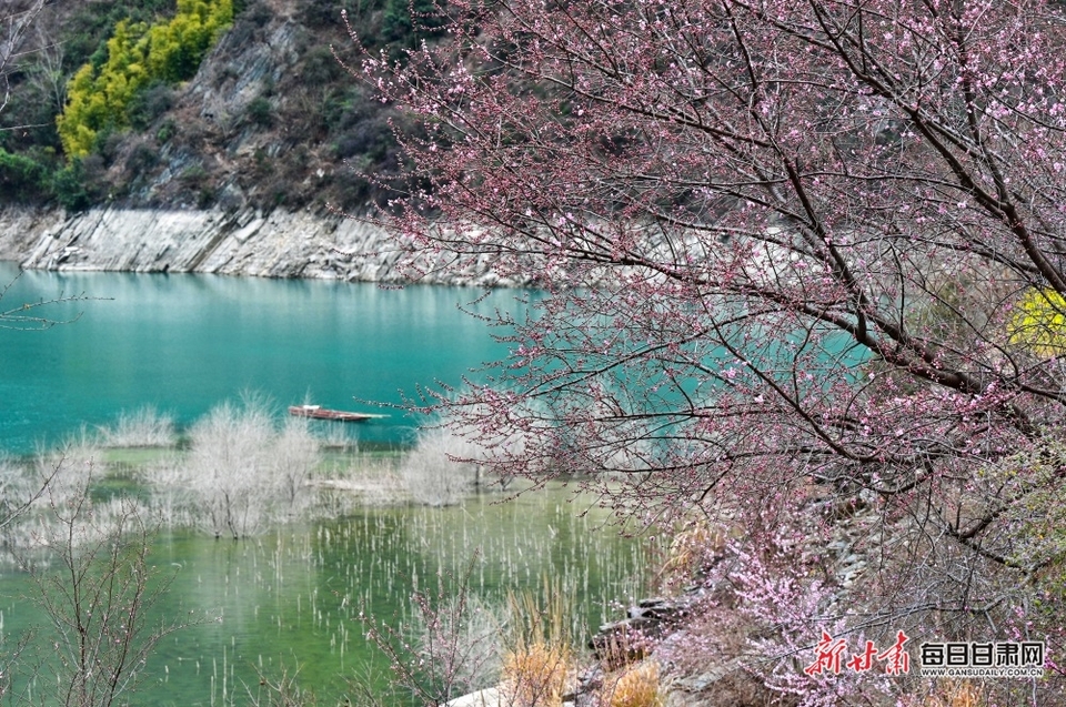 柳枝含煙 油菜花黃 文縣碧口鎮的春色錯過又得等一年_fororder_00301457150_3d4445eb