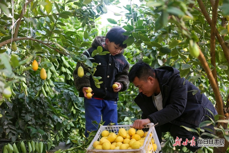 【鄉村振興圖文列表+焦點輪播圖+酒泉列表】南果北種結碩果 肅州區銀達鎮的特色水果成搶手貨