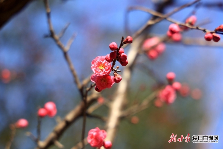 梅園溝野花綻放 天鵝湖碧波盪漾 康縣陽壩的春光真是太美了_fororder_00301461903_3967e87f