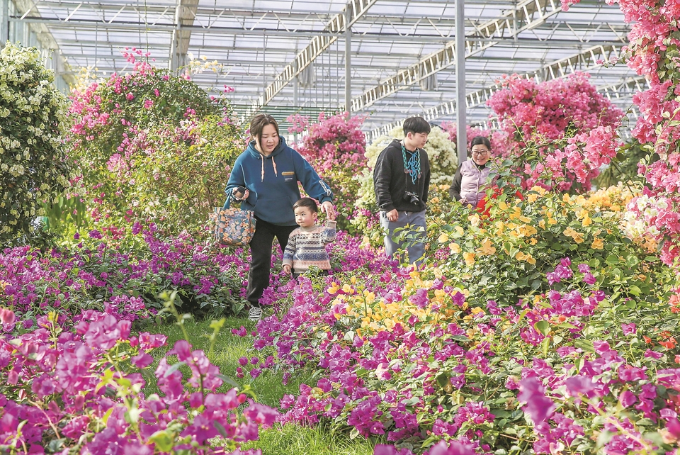 黃山歙縣：梅花綻放醉遊人