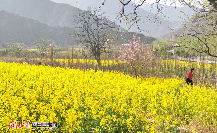 油菜花開滿目春 舟曲鄉村遊人醉