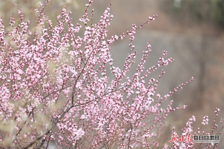 【平涼列表+文旅圖文列表】平涼：灼灼桃花開 四方遊客來