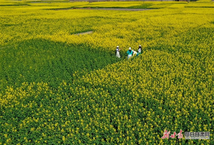 （焦點圖列表+隴南列表+大美甘肅）白龍江畔油菜花競相綻放 田疇沃野像調色板一樣