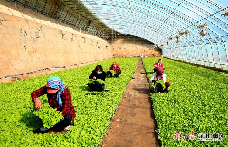 甘州區梁家墩鎮的蔬菜苗走俏市場