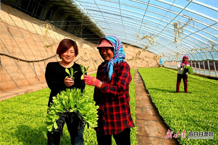 甘州區梁家墩鎮的蔬菜苗走俏市場