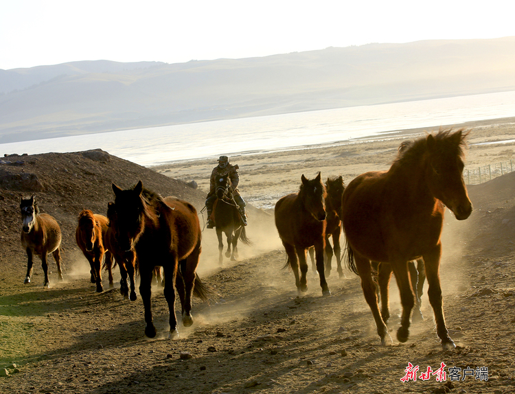 【文旅圖文列表+移動端新聞列表】張掖：山丹馬場牧馬時 高原春光無限好