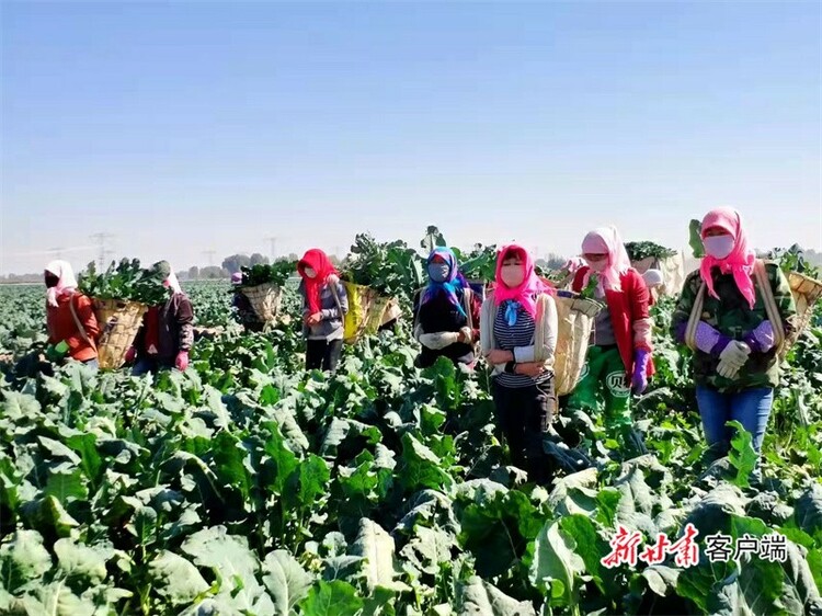 永昌：富民強縣 生“菜”有道