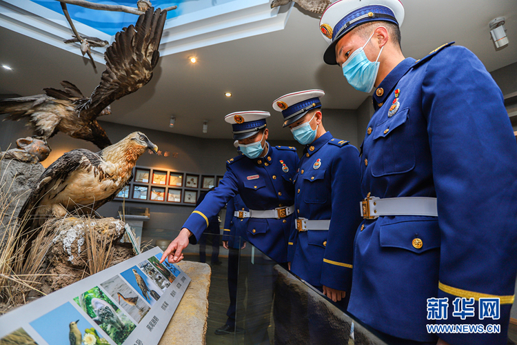 甘肅張掖：森林消防守護鳥類家園