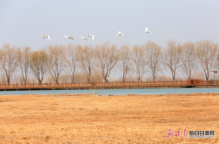 【焦點圖輪播+移動端列表+生態圖文列表】張掖國家濕地公園有多個種類候鳥棲息