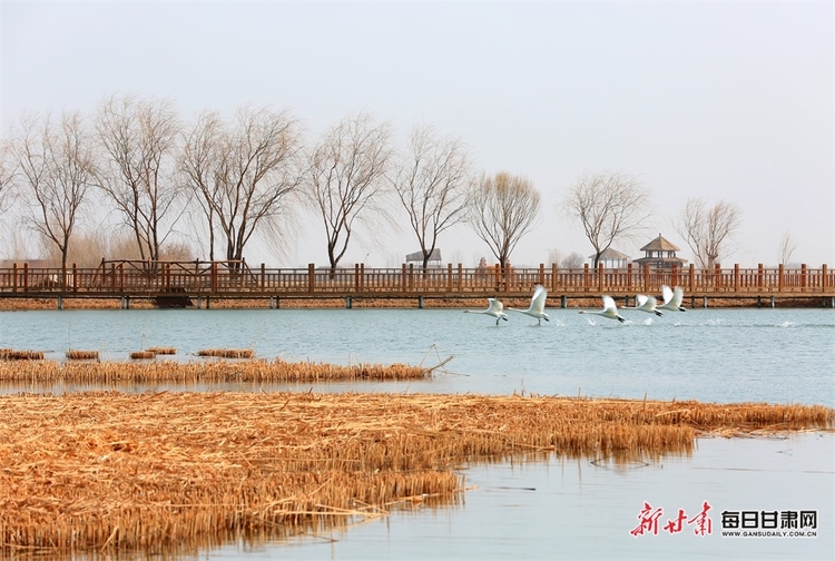 【焦點圖輪播+移動端列表+生態圖文列表】張掖國家濕地公園有多個種類候鳥棲息