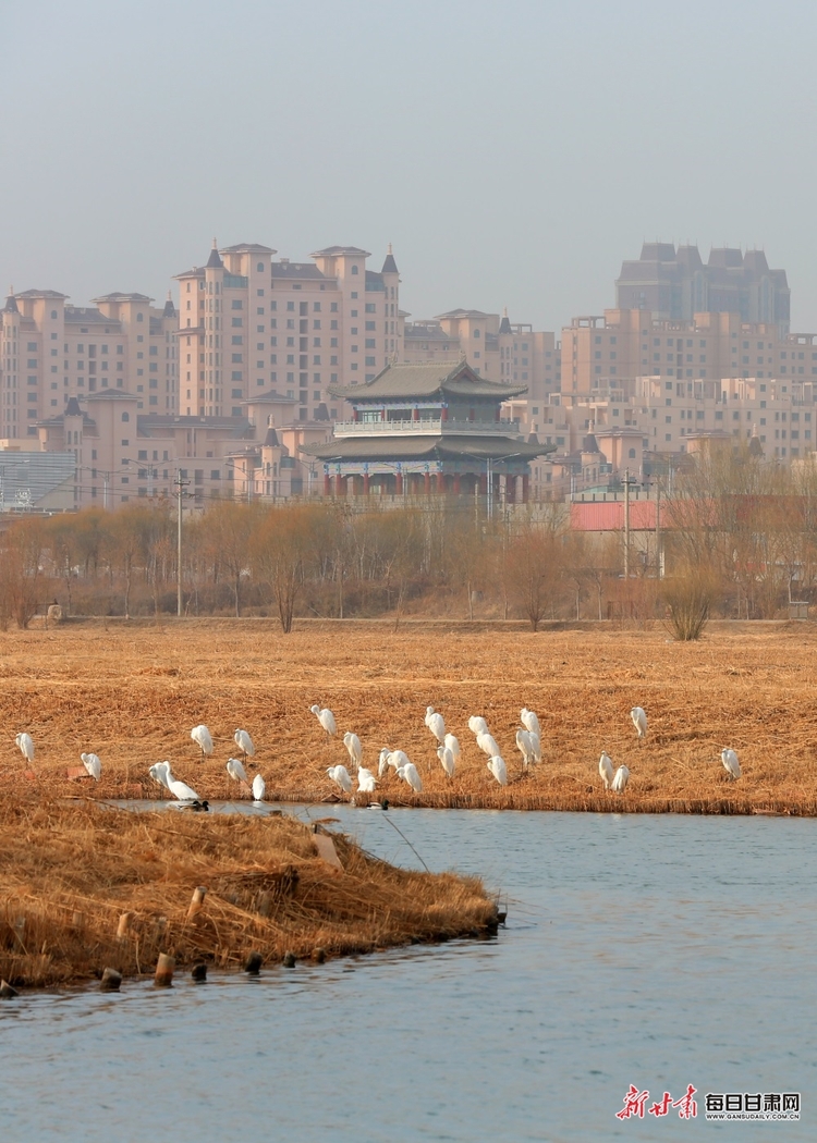 【焦點圖輪播+移動端列表+生態圖文列表】張掖國家濕地公園有多個種類候鳥棲息